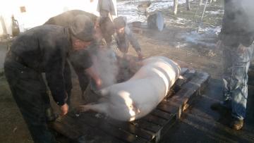 0becná zabíjačka 2015 0becná zabíjačka 2015