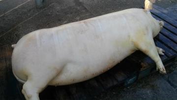 0becná zabíjačka 2015 0becná zabíjačka 2015